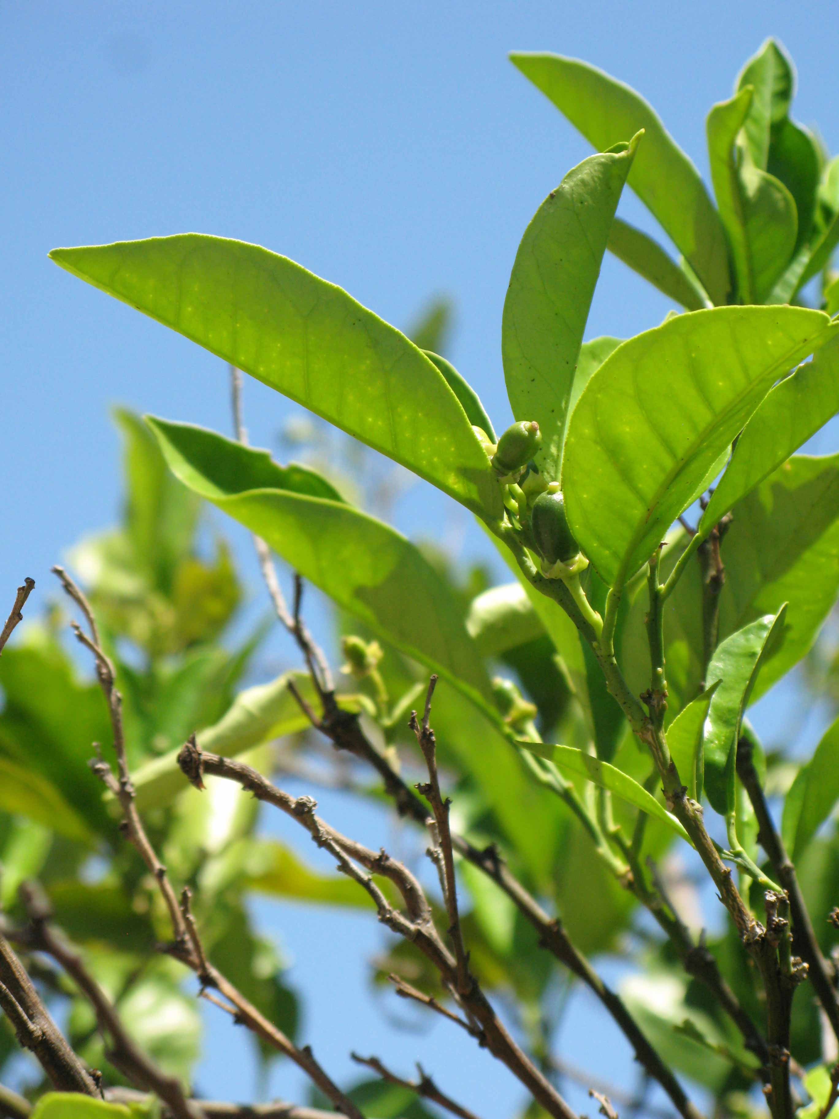            Sun leaves (Sanguinelli, Winter Haven, FL)   